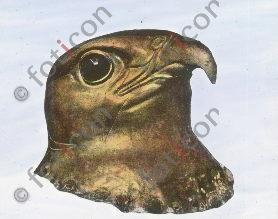 Sperberkopf | Sparrowhawk head (foticon-simon-008-021.jpg)